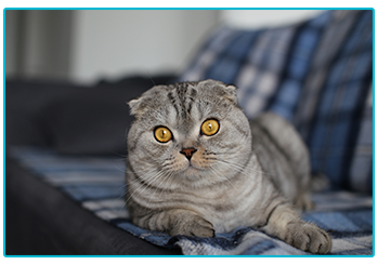 Cat Insurance