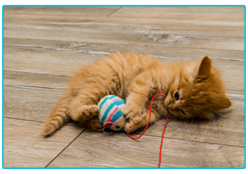 Cat Insurance