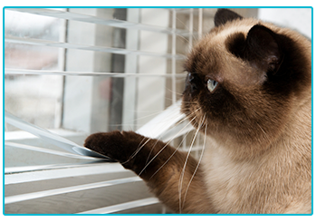 Cat Insurance