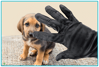 Dog Insurance