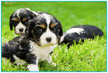 Dog Insurance