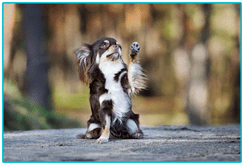 Dog Insurance