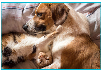 Pet Insurance