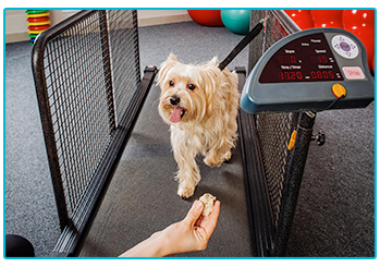 Pet Insurance