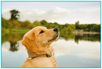Pet Insurance