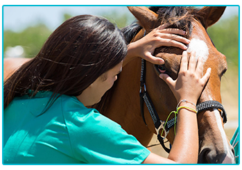 Horse insurance