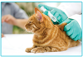 Pet Insurance