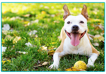 Pet insurance
