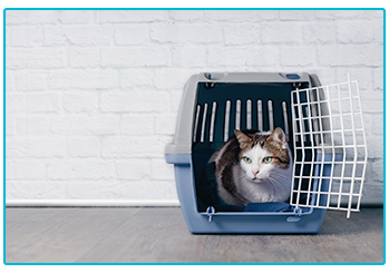Pet insurance