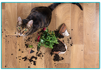 Pet insurance