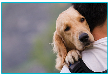 Xylitol Poisoning in Dogs