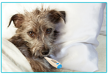 Xylitol Poisoning in Dogs