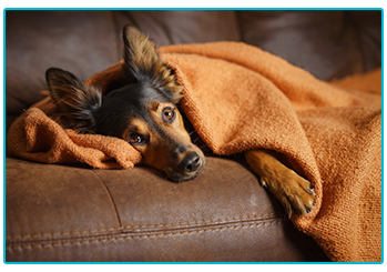 Xylitol Poisoning in Dogs