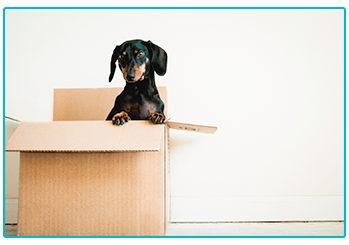 Moving house with a dog