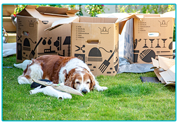 Moving house with a dog.
