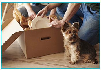 Moving house with a dog.