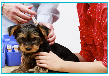 Vaccinating your pet - small puppy