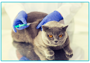 Vaccinating your pet - grey cat