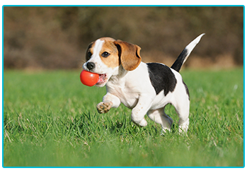 Vaccinating your pet - happy beagle puppy