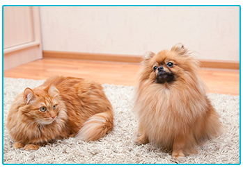 renting a home with a pet - cat and dog on rug
