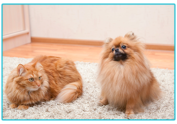 renting a home with a pet - cat and dog on rug