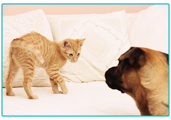 renting a home with a pet - cat and dog on sofa