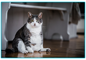 Obesity in pets - fat cat