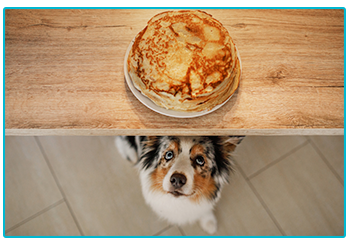 Obesity in pets - dog eyeing up pancakes
