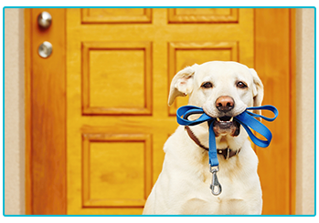 UK's best dog walks - dog with lead