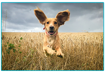 UK's best dog walks - dog running in field