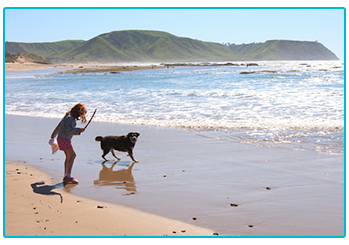 UK's best dog walks - dog on beach