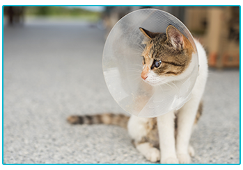 Cat Insurance