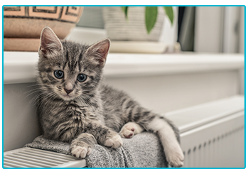Cat Insurance