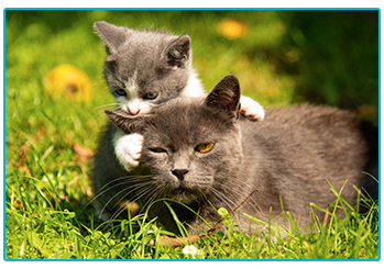 Cat Insurance