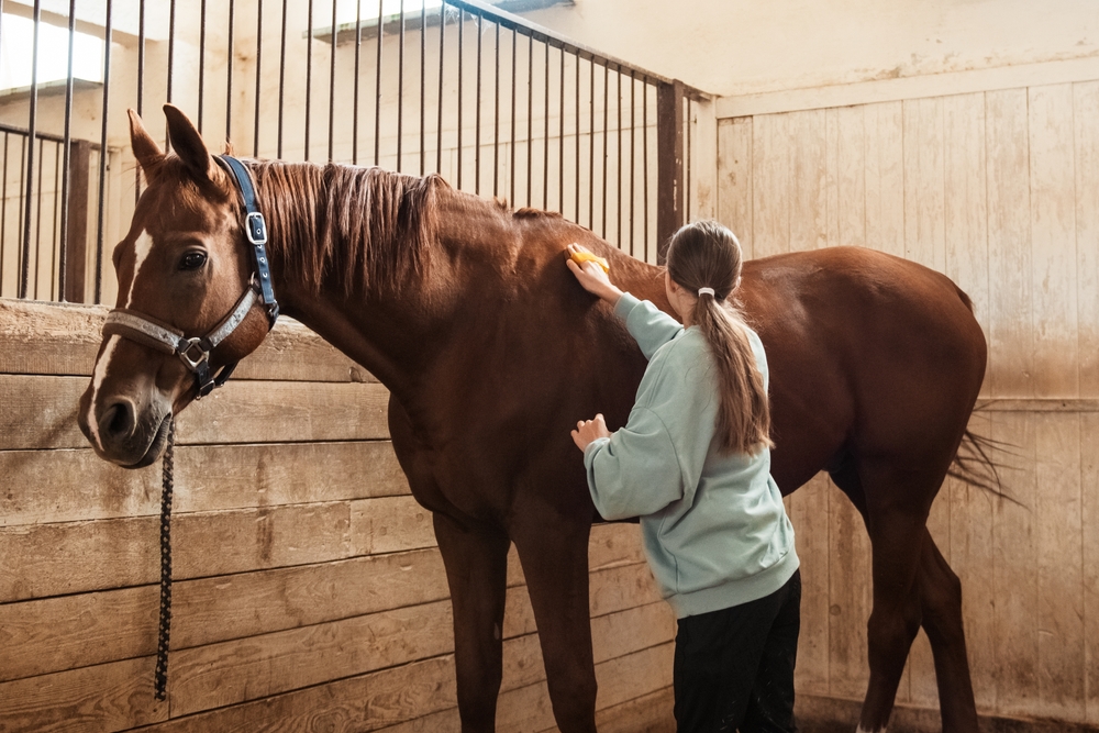 Groom Your Horse After Riding Them!