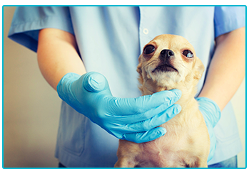 Pet Insurance