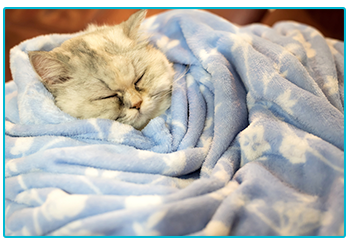 Pet Insurance