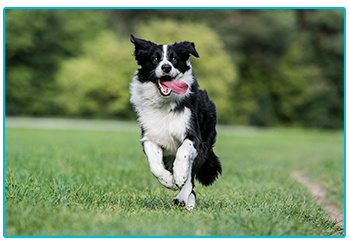 Dog Insurance