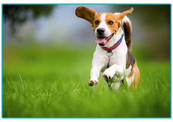 Dog Insurance
