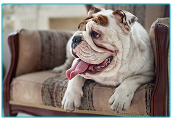 Dog Insurance