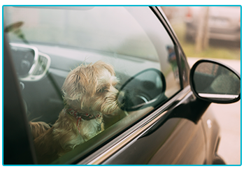 Dog Insurance