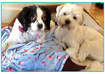 Lucie the Kind Charles Spaniel, and Benji, a Lhasa Apso Maltese cross in their dog bed.