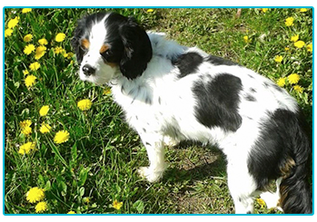 Lucie outside among the dandelions.