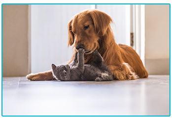 Pet Insurance