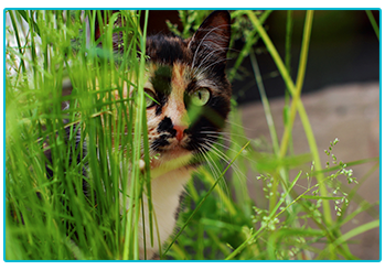 Pet friendly garden
