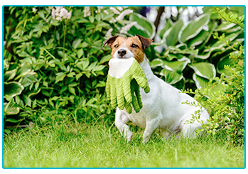 Pet friendly garden