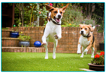 Pet friendly garden