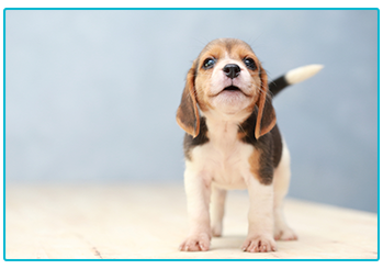 Crate training your puppy