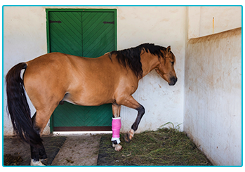 Horse with degenerative joint disease