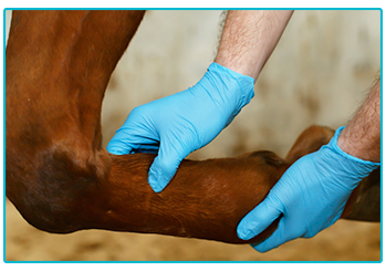 Horse with degenerative joint disease